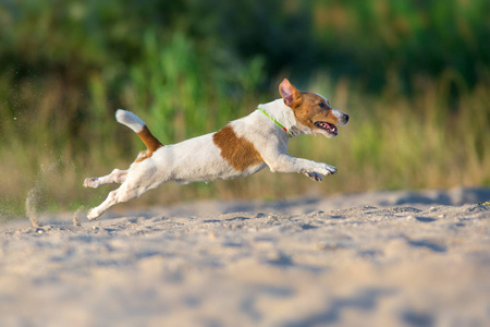 杰克罗素猎犬狗在海边奔跑图片