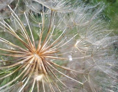 蒲公英的水滴, 蒲公英的种子特写