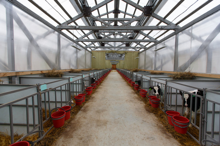 群年轻牛在牛棚里照片