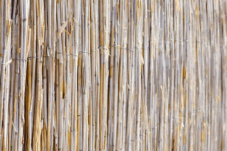 用芦苇做的篱笆.屋顶上布满了芦苇.干草.甘蔗照片