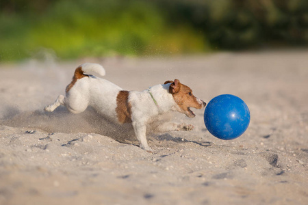 杰克罗素猎犬狗在海边奔跑