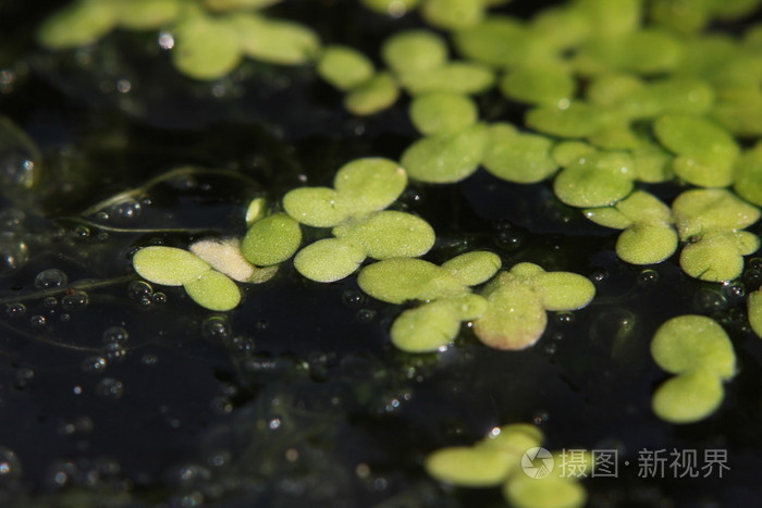 水面上漂浮的普通浮萍