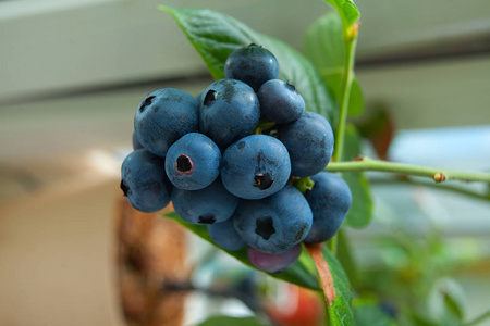 成熟蓝莓浆果在树枝上