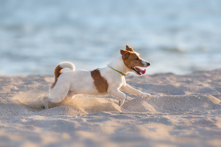 杰克罗素猎犬狗在海边奔跑