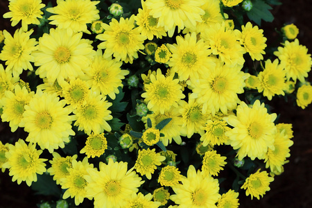 背景的黄色的菊花鲜花花束
