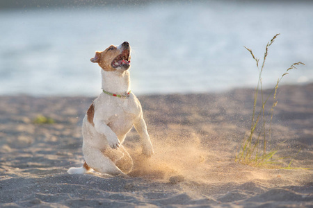 杰克罗素猎犬狗在海边奔跑