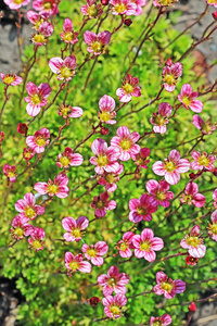 地被花园植物Arends SaxifragaSaxifragaArendsii