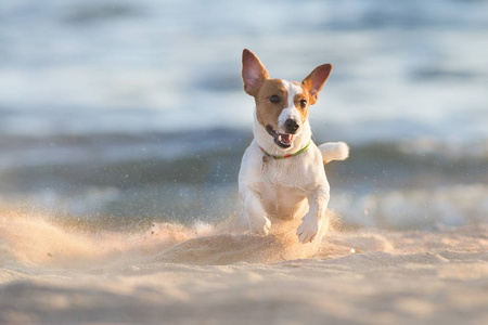 杰克罗素猎犬狗在海边奔跑图片