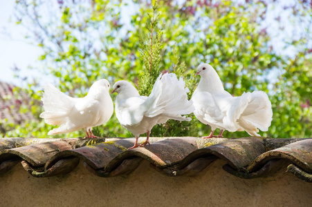 坐在花园篱笆上的白鸽