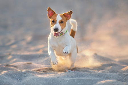 杰克罗素猎犬狗在海边奔跑