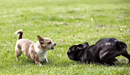 法国斗牛犬和吉娃娃在草地上玩耍