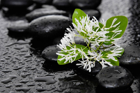 禅石与叶白花静物