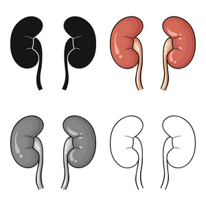 人的肾脏中孤立的白色背景上的卡通风格的图标。人体器官符号股票矢量图