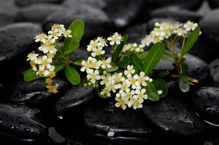 温泉石和树枝白花