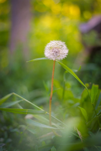 蒲公英在绿草之间