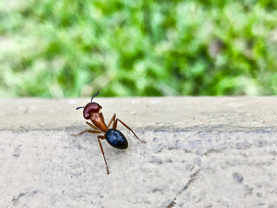 佛罗里达大木匠蚂蚁弓背 floridanus