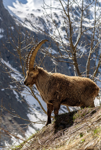 名为 steinbock 或 capra ibex 山的高山角的哺乳动物
