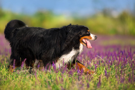 滑稽的 bernese 狗肖像在运动在花草甸