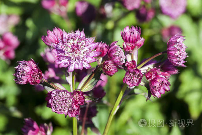 Astrantia 主要的 修道院路 草本常年春夏花卉植物俗称大masterwort照片 正版商用图片0r7sz9 摄图新视界