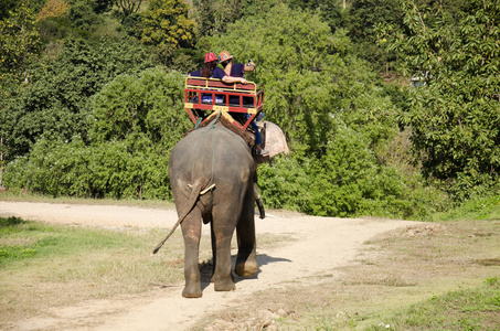 泰国人 mahout 骑大象服务人参观佛瑞斯