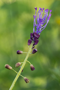 Miturgidae 蜘蛛野生动物