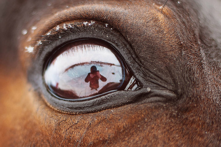 一匹棕色的马和人类思考的他，在摄影师的眼睛特写