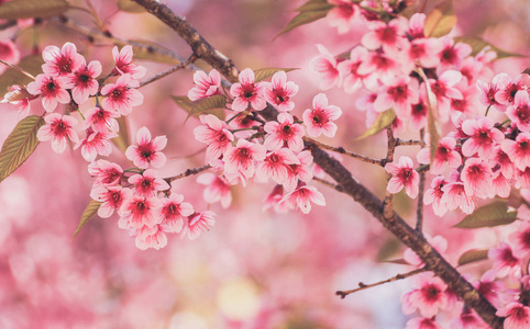 野生喜马拉雅樱桃花或樱花特写照片