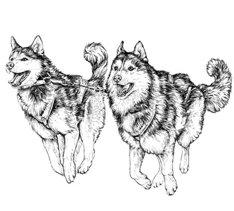 哈士奇雪橇竞赛照片