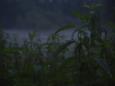 神秘的黄昏背景与草丛中的雾