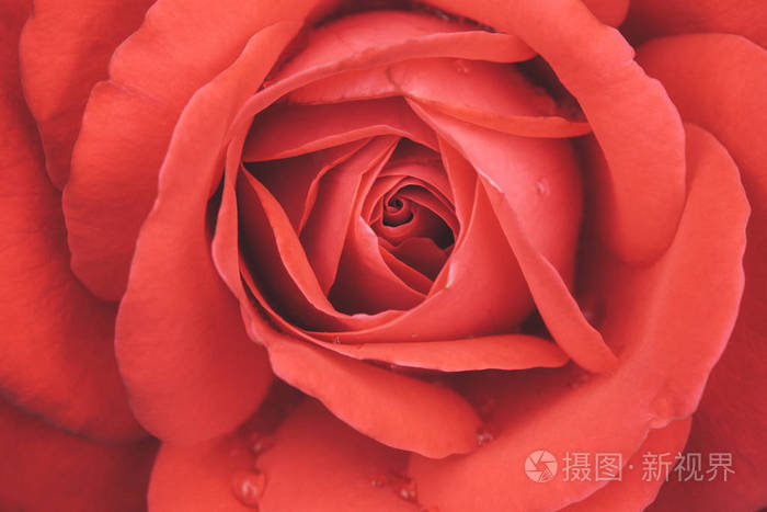 红玫瑰花, 猩红玫瑰花蕾极特写, 复古色调