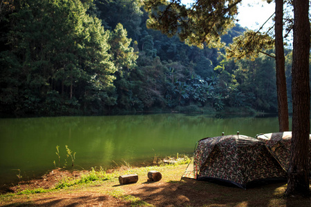 早晨明亮的丰田反对在松树林下的帐篷