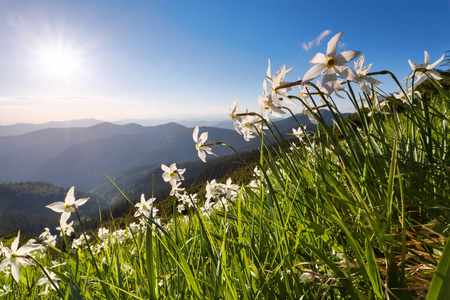 草与水仙花。蓝天。风景与高山。森林路。生态度假村, 为游客放松。地点 Marmarosy, 乌克兰, 欧洲