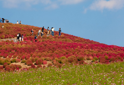 kochias 山在日立海滨公园