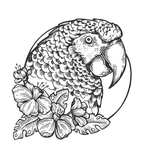 手绘卡通动物鹦鹉图片-手绘卡通动物鹦鹉素材-手绘卡通动物鹦鹉插画