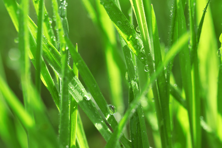 雨后湿的草