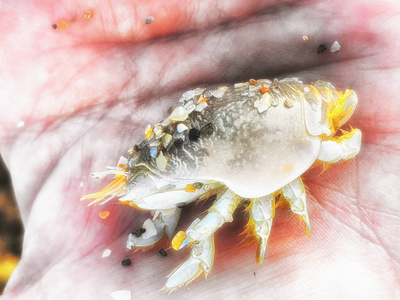 小跳蚤小沙蚤在女孩的手里照片