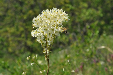 Filipendula 白花