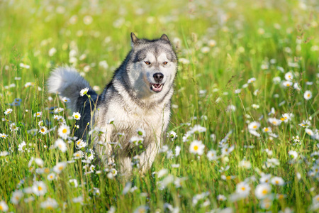阿拉斯加阿拉斯加在绿色夏日草地上奔跑照片