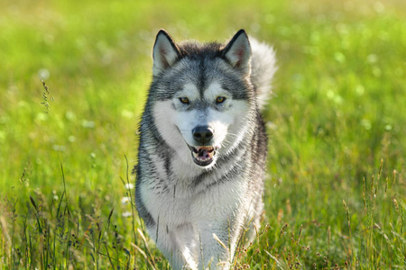 阿拉斯加阿拉斯加在绿色夏日草地上奔跑照片