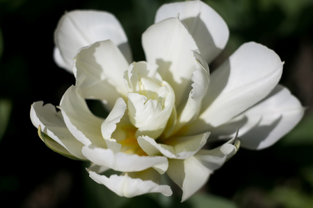 春天盛开的白色郁金香