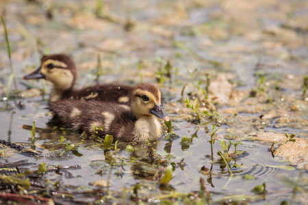 棕色小鸭 Cairina 南瓜在那不勒斯的一个池塘里聚集在一起, 在佛罗里达的夏天