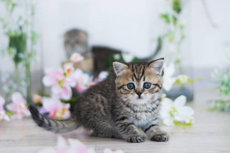 苏格兰小猫摆夏季照片