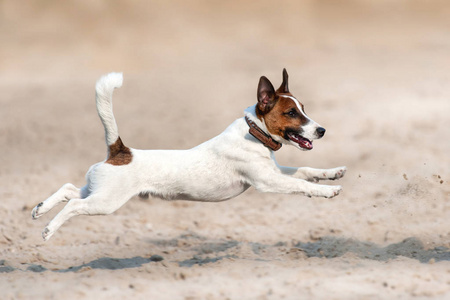 杰克罗素猎犬狗在海边奔跑