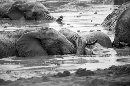 大象在南非阿多大象公园