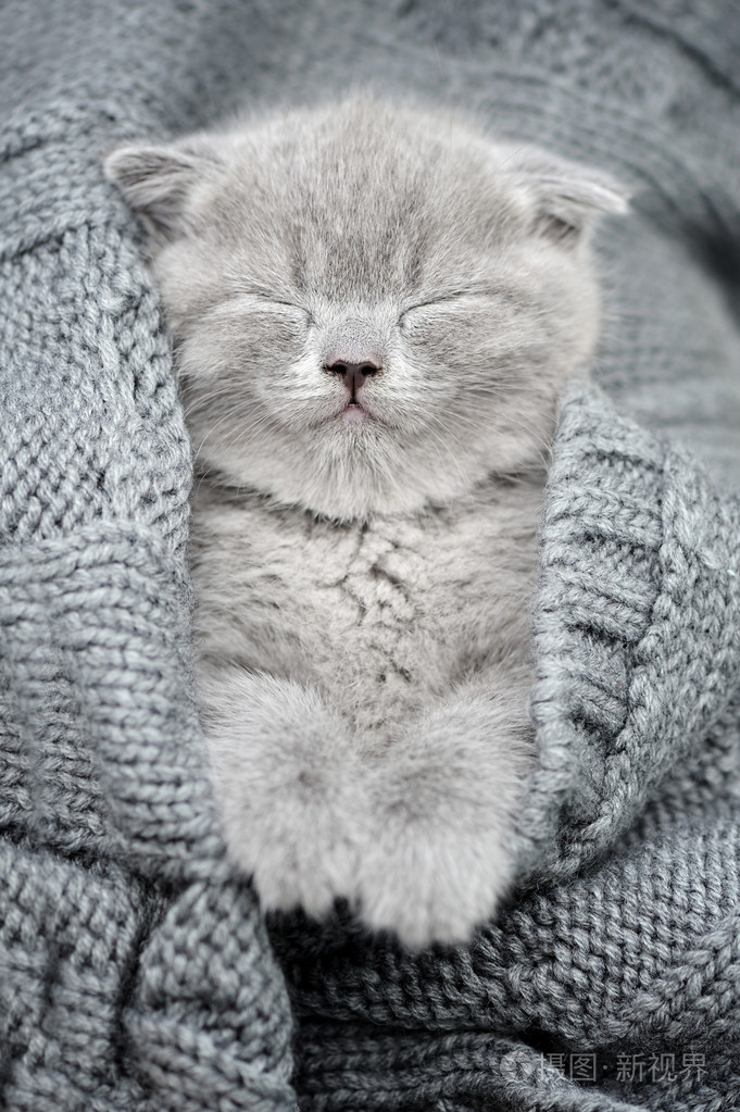 灰色的小猫睡在灰色装
