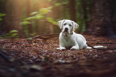 年轻可爱的白拉布拉多猎犬犬狗躺在美丽的森林的地面上