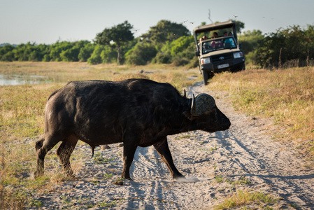 非洲水牛穿越沙道附近吉普车图片