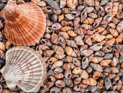 贝壳的背景下，大量的堆积在一起的不同贝壳