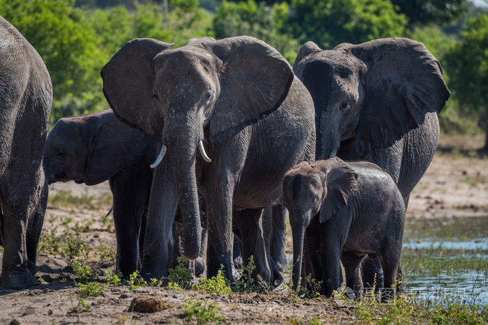 大象的家族走向摄像机的特写镜头