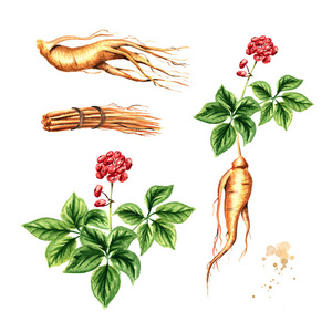 人参花图片 人参花素材 人参花插画 摄图新视界 人参花图片 人参花素材 人参花插画 摄图新视界
